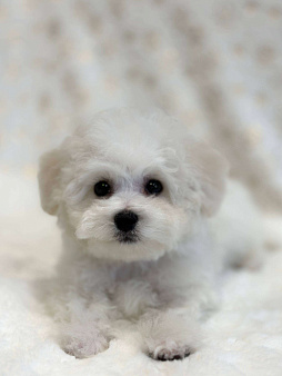 Бишон фризе.