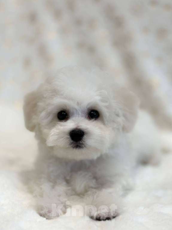 Собаки в Новосибирске: Бишон фризе. Мальчик, 110 000 руб. - фото 1