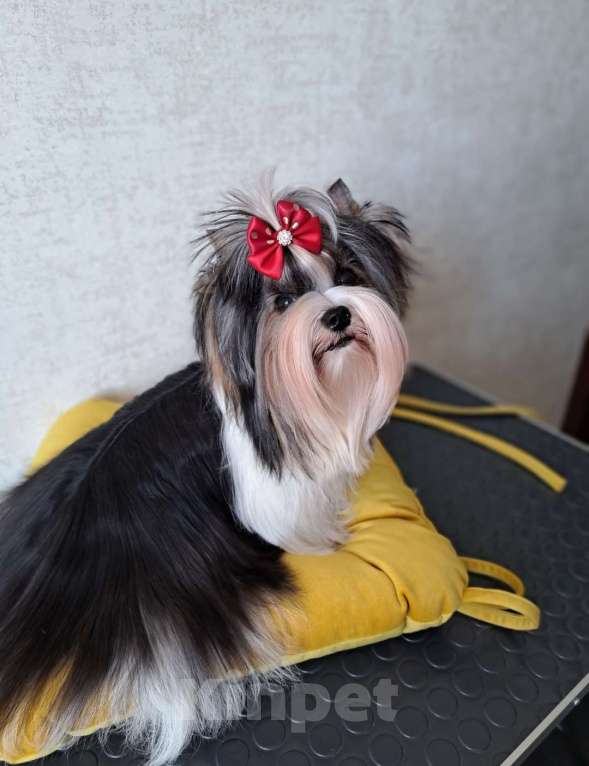 Собаки в Москве: Девочка Бивер Девочка, 150 000 руб. - фото 4