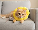 Кошки в Москве: Рыжик кот Май в добрые руки Мальчик, Бесплатно - фото 6