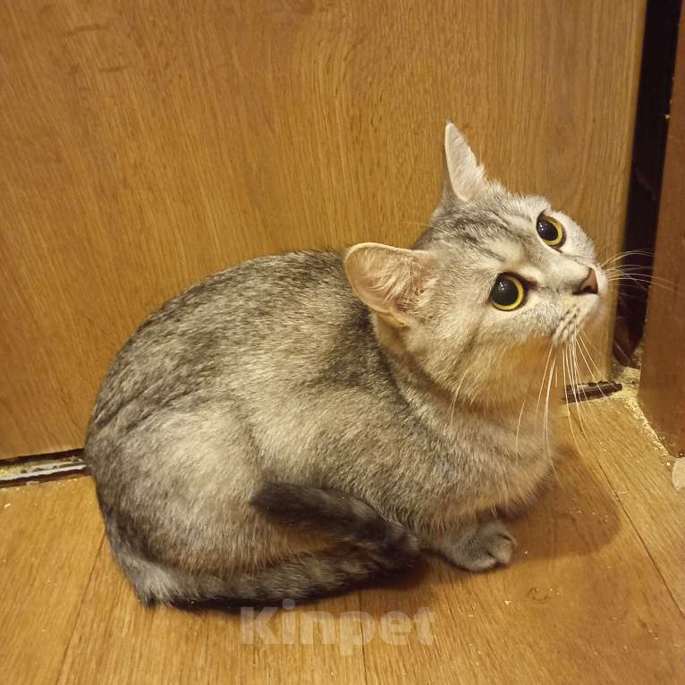 Кошки в Санкт-Петербурге: В добрые руки шотландская девочка. Девочка, 1 000 руб. - фото 4