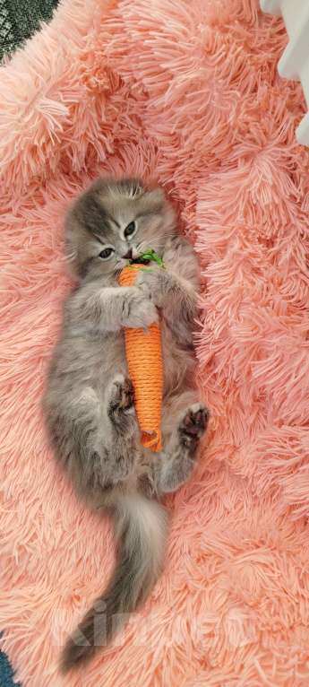 Кошки в Санкт-Петербурге: Шотландская вислоухая девочка Девочка, 20 000 руб. - фото 8