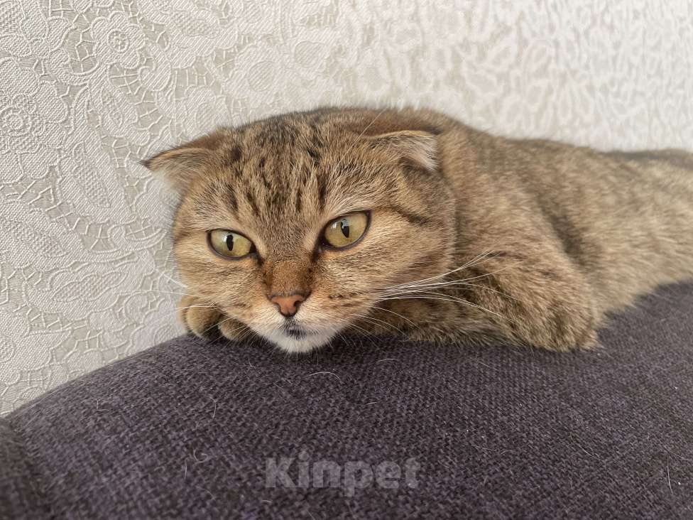 Кошки в Уфе: Отдаю бесплатно породистую кошку, может кому-то нужна будет для разведения  Девочка, Бесплатно - фото 5