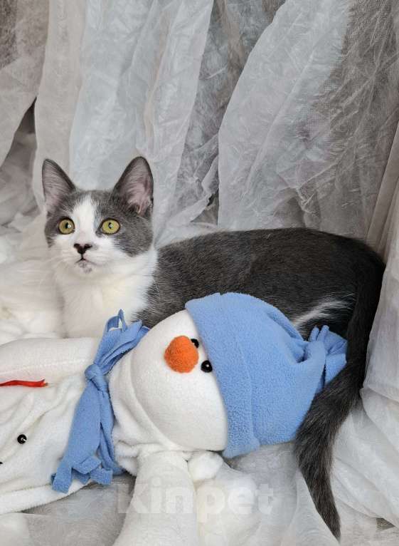 Кошки в Москве: Котёнок с сердечком на носу в добрые руки  Мальчик, Бесплатно - фото 6