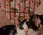 Кошки в Жуковском: Мальчик котенок Орешек Мальчик, Бесплатно - фото 5