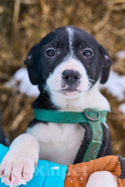 Собаки в Москве: классные щенки в поисках дома Мальчик, Бесплатно - фото 4