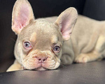 Собаки в Москве: Французский бульдог мальчик Мальчик, 50 000 руб. - фото 2