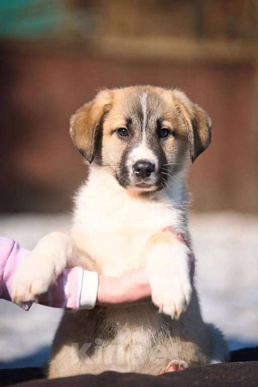 Собаки в Красногорске: Бетховен Мальчик, Бесплатно - фото 5