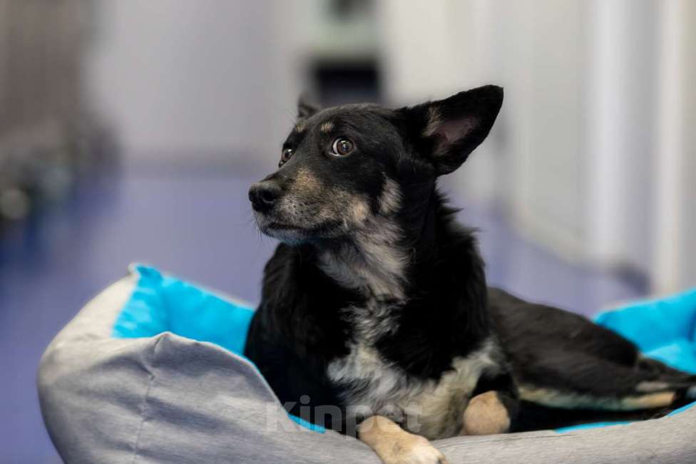 Собаки в Москве: пес Гек Мальчик, Бесплатно - фото 2