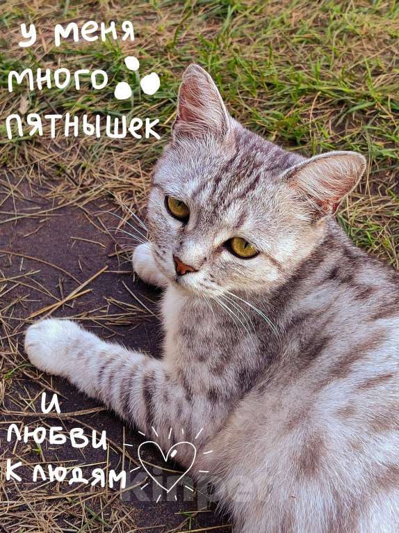 Кошки в Самаре: Милли ищет дом 🤍 Девочка, Бесплатно - фото 3