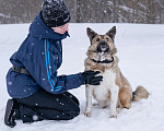 Собаки в Солнечногорске: Собака - позитив, Лёля 2 года Девочка, Бесплатно - фото 1
