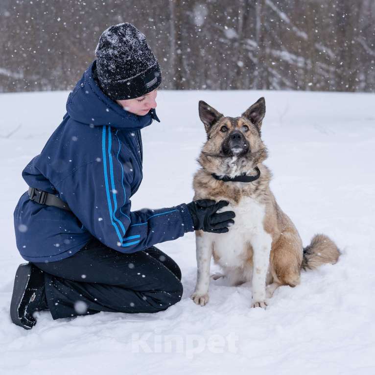 Собаки в Солнечногорске: Собака - позитив, Лёля 2 года Девочка, Бесплатно - фото 1