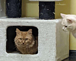 Кошки в Москве: Кот в сапогах в добрые руки, 1 руб. - фото 3