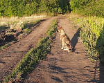 Собаки в Саратове: Собака сучка, 8 руб. - фото 4