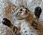 Кошки в Москве: Котик Сильвер 2,0 месяца, милашка Мальчик, Бесплатно - фото 6