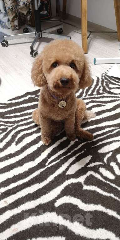 Собаки в других городах Тульской области:  Прекрасные Мальчики той - пудели  рыжего цвета  Мальчик, 50 000 руб. - фото 1