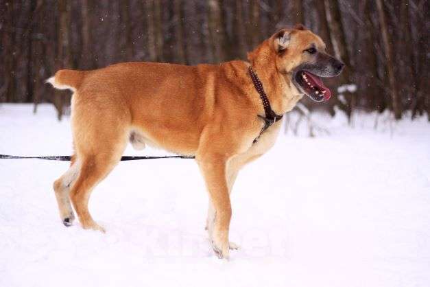 Собаки в Москве: Варох Мальчик, Бесплатно - фото 3