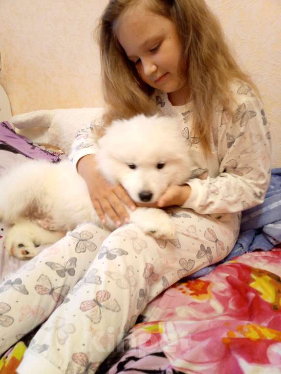 Собаки в Мурманске: Волк Нидавелир Мальчик, 18 000 руб. - фото 1