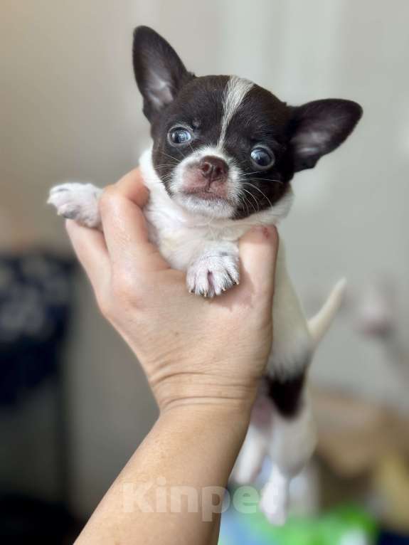 Собаки в Балашихе: Красивый мальчик Мальчик, 20 000 руб. - фото 1
