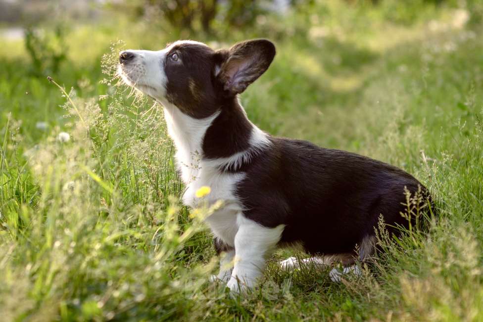 Собаки в Кемерово: Щенок вельш корги кардиган Мальчик, 50 000 руб. - фото 2