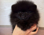 Собаки в Москве: Щенки померанский шпиц, кобель, черный Мальчик, Бесплатно - фото 5