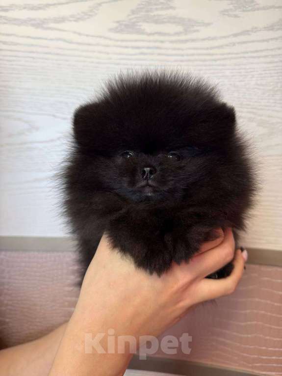 Собаки в Москве: Щенки померанский шпиц, кобель, черный Мальчик, Бесплатно - фото 5