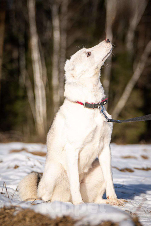 Собаки в Клине: Ванда — энергичная собачка Девочка, Бесплатно - фото 10