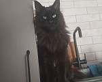 Кошки в Энгельс: Потерялся черный кот Мальчик, 5 000 руб. - фото 3
