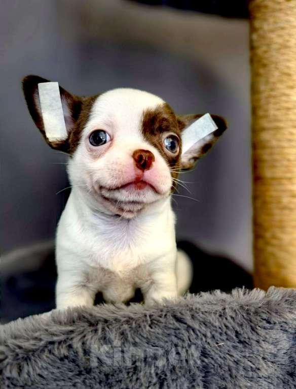 Собаки в Москве: Чихуахуа, мальчик нежнейший милаш Мальчик, 35 000 руб. - фото 2