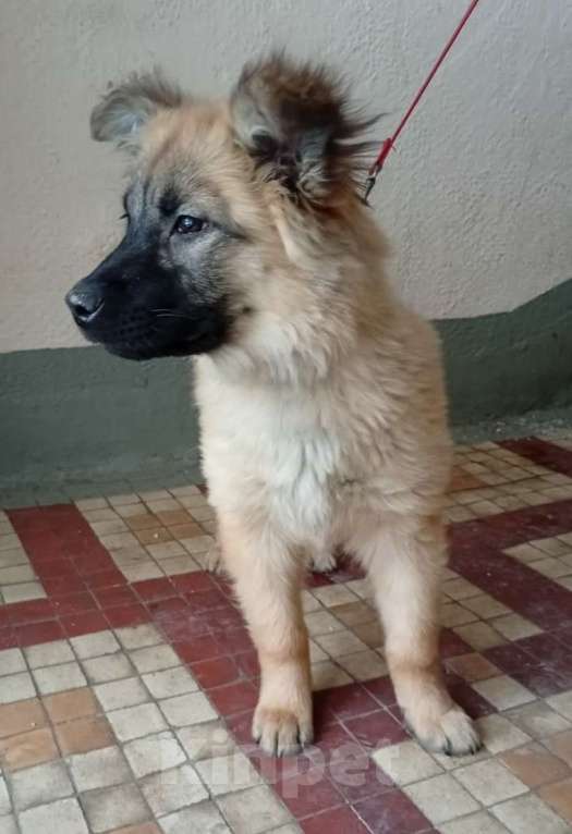 Собаки в Москве: Щенок Герда в дар Девочка, 1 руб. - фото 3