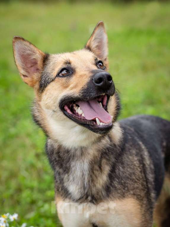 Собаки в Солнечногорске: Умненькая девочка в добрые руки Девочка, Бесплатно - фото 10