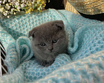 Кошки в Саратове: Шотландская вислоухая кошка  Девочка, 5 000 руб. - фото 3