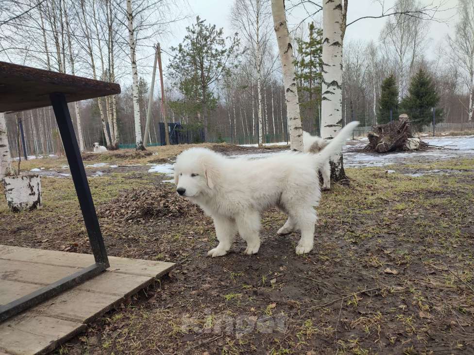 Собаки в других городах Ленинградской области: Харди пиренейская горная собака  Мальчик, 100 000 руб. - фото 5