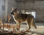 Собаки в Новосибирске: Сибирский бультерьер. Штучный помет. Мальчик, 10 000 руб. - фото 10