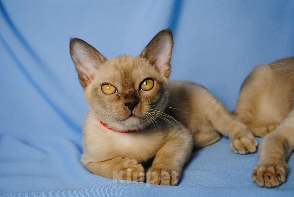 Кошки в Москве: Бурманские котята Девочка, 50 000 руб. - фото 4