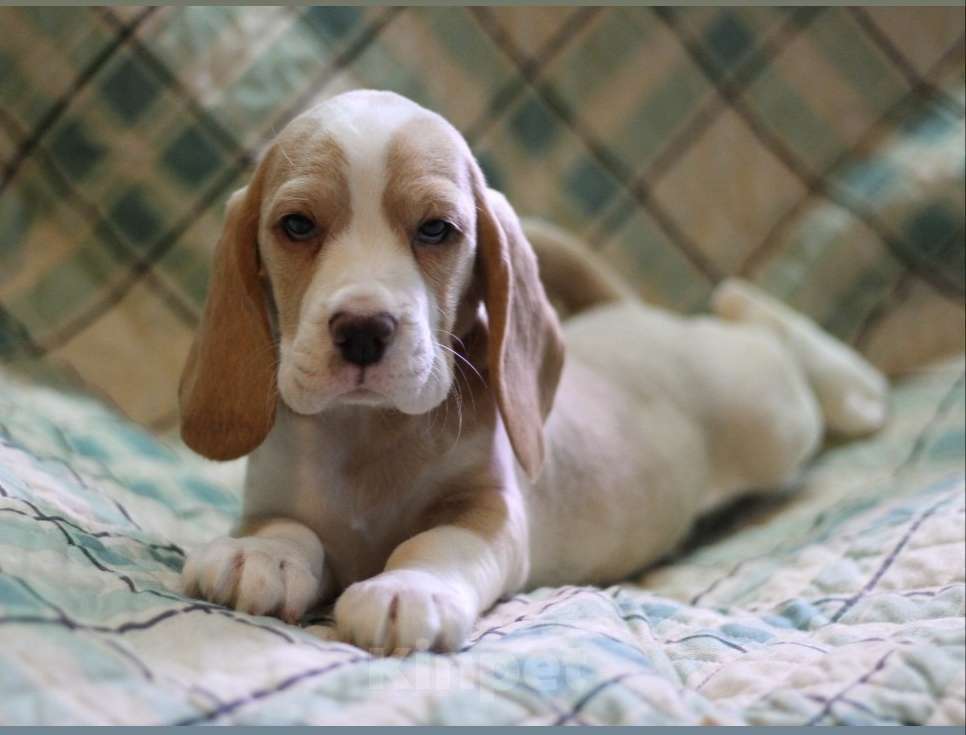 Собаки в других городах Московской области: Сука бигль Девочка, 60 000 руб. - фото 3