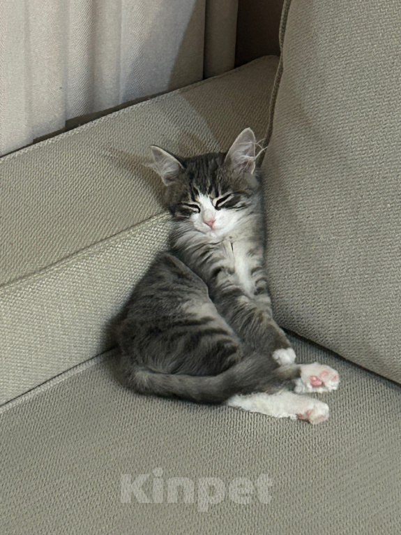 Кошки в Екатеринбурге: Котёнок девочка Девочка, Бесплатно - фото 3