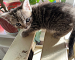 Кошки в Екатеринбурге: Котенок девочка Девочка, 1 800 руб. - фото 8
