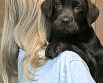 Собаки в других городах Московской области: Чудесная девочка Лабрадора Девочка, 80 000 руб. - фото 3
