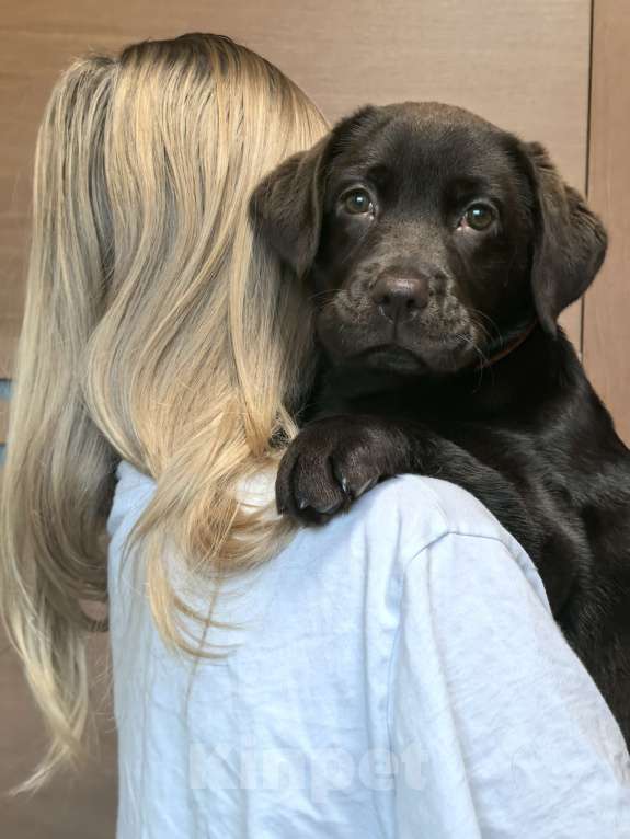 Собаки в других городах Московской области: Чудесная девочка Лабрадора Девочка, 80 000 руб. - фото 3