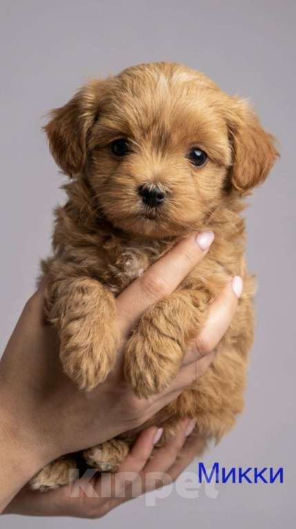 Собаки в Серпухове: Щеночки Мальтипу F1 Мальчик, Бесплатно - фото 3