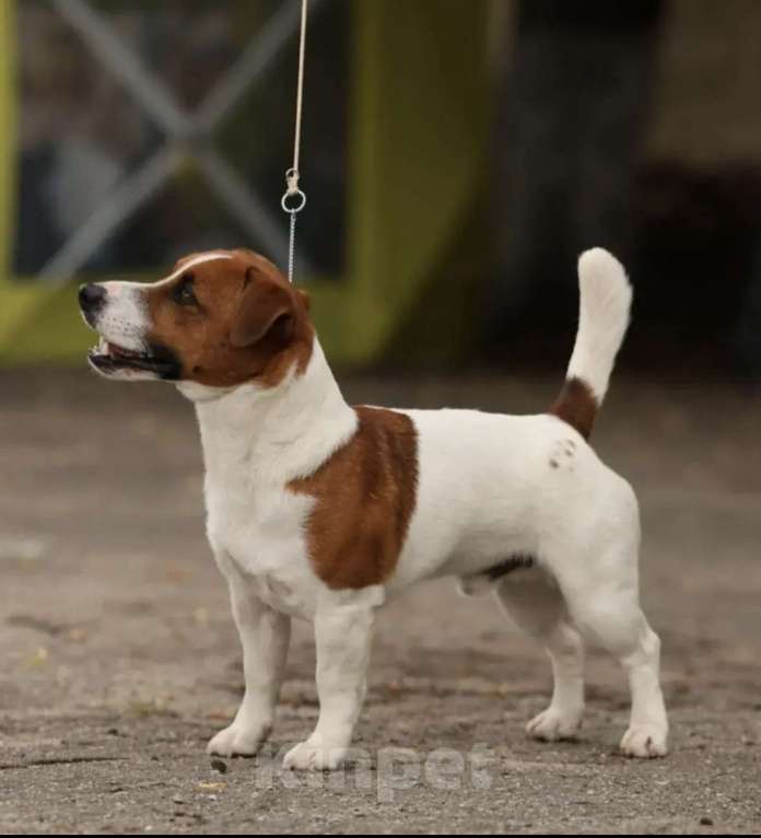 Собаки в Москве: Щенок джек-рассел-терьер от титулованных родителей  Девочка, 40 000 руб. - фото 3