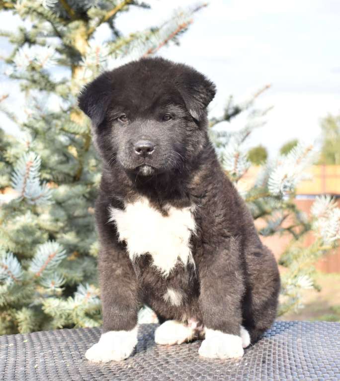 Собаки в Серпухове: Американская акита щенок  Мальчик, 100 000 руб. - фото 1