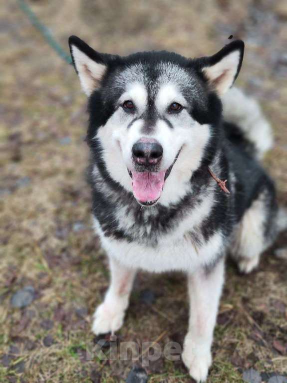 Собаки в Москве: Кайли выкинули спустя 8 лет семейной жизни Девочка, Бесплатно - фото 2