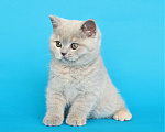 Кошки в Ульяновске: Британский котенок (кошечка) Девочка, 12 000 руб. - фото 3