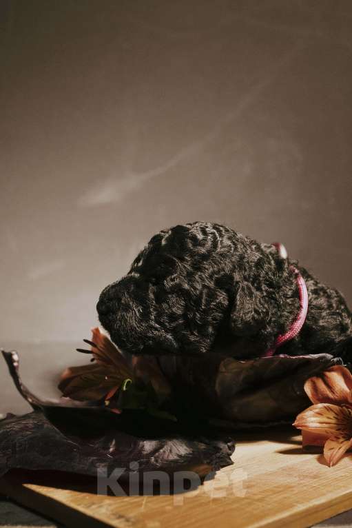 Собаки в Москве: EKHIDNA Испанская Водяная собака Девочка, 180 000 руб. - фото 10