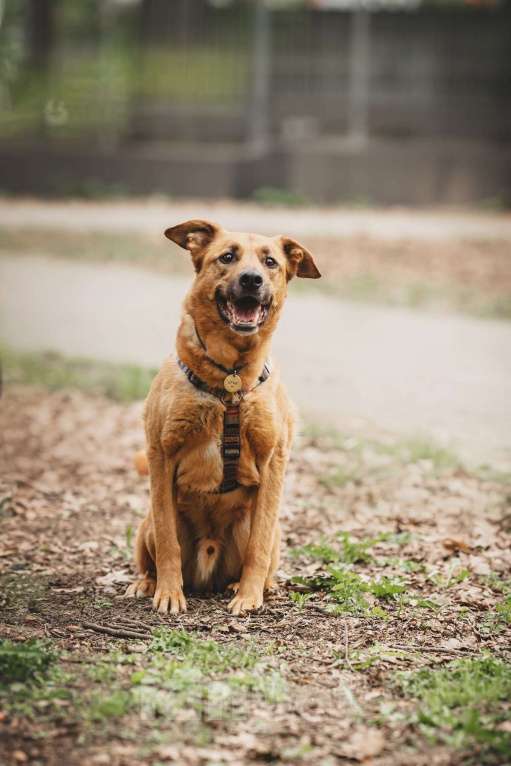 Собаки в Москве: Парень Арчи в добрые руки Мальчик, Бесплатно - фото 4