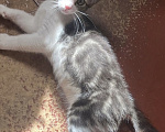 Кошки в Ростове-на-Дону: Котенок в добрые руки Мальчик, Бесплатно - фото 2