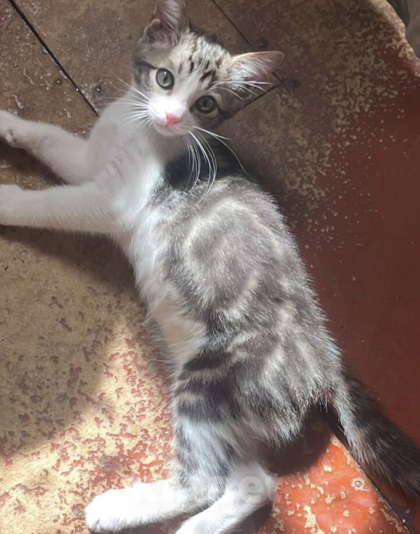 Кошки в Ростове-на-Дону: Котенок в добрые руки Мальчик, Бесплатно - фото 2