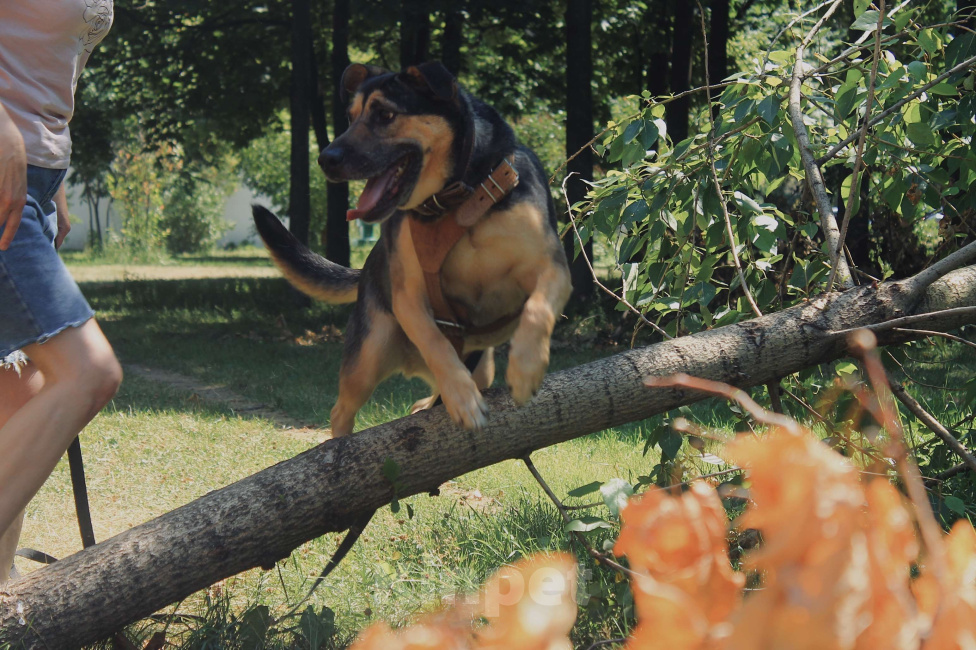 Собаки в Москве: Умнице Мартыну нужен дом Мальчик, Бесплатно - фото 3